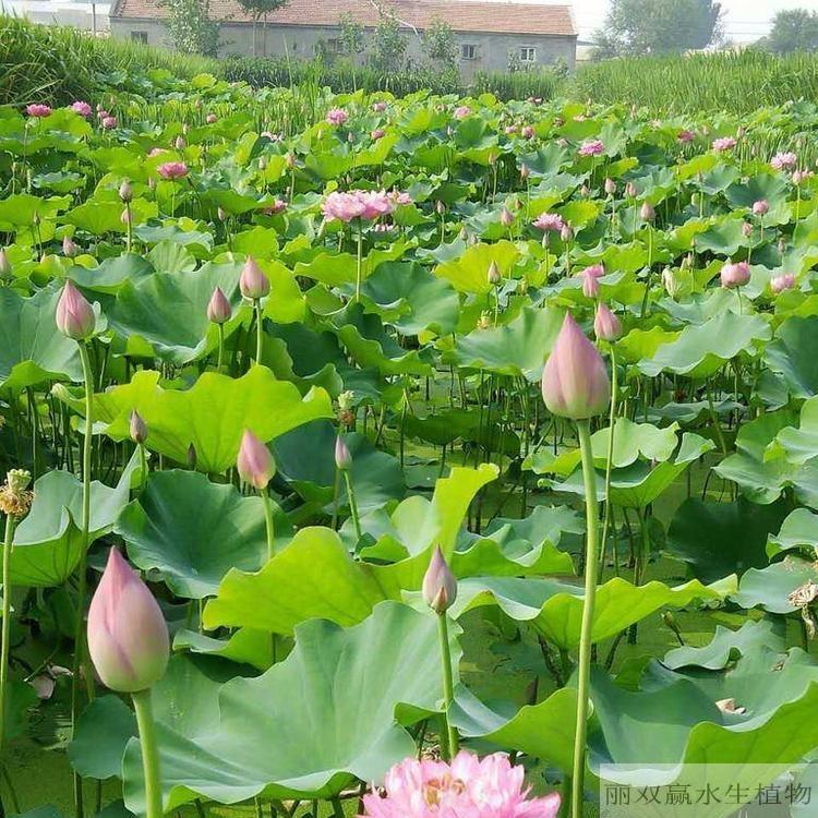 吉安丽双赢盆栽荷花幼苗