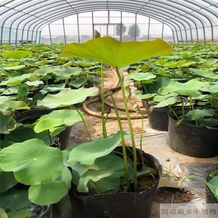 宣城丽双赢观赏性荷花苗