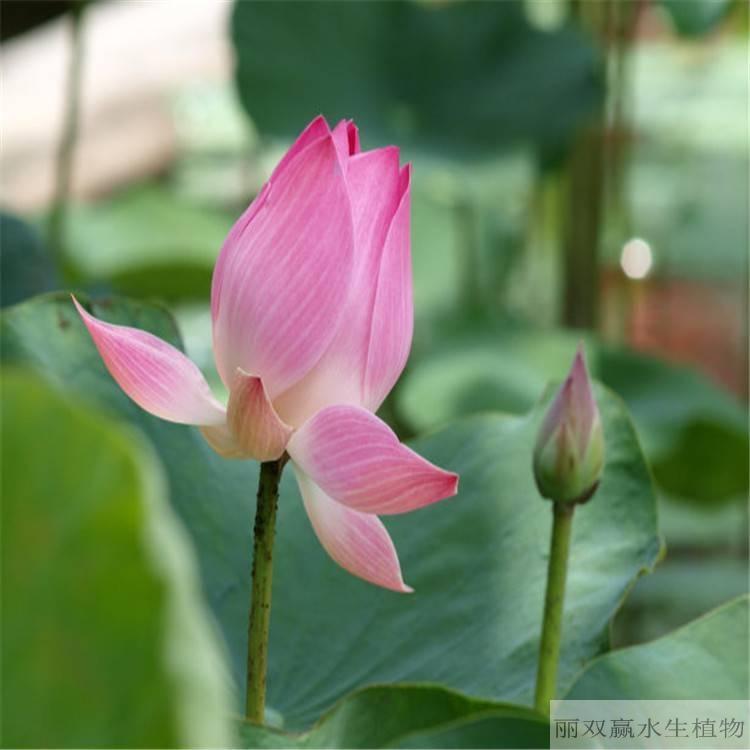 宣城丽双赢观赏性荷花苗