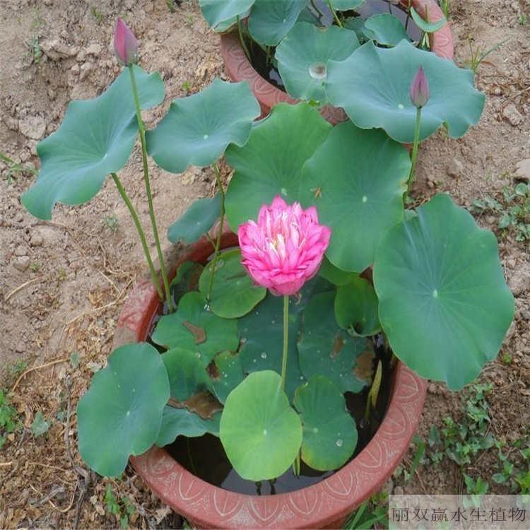 德阳丽双赢精品荷花苗