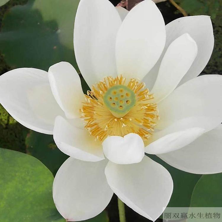 宣城丽双赢观赏性荷花苗