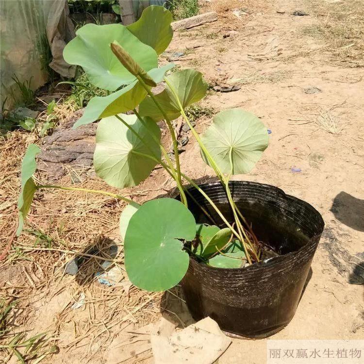 宣城丽双赢观赏性荷花苗