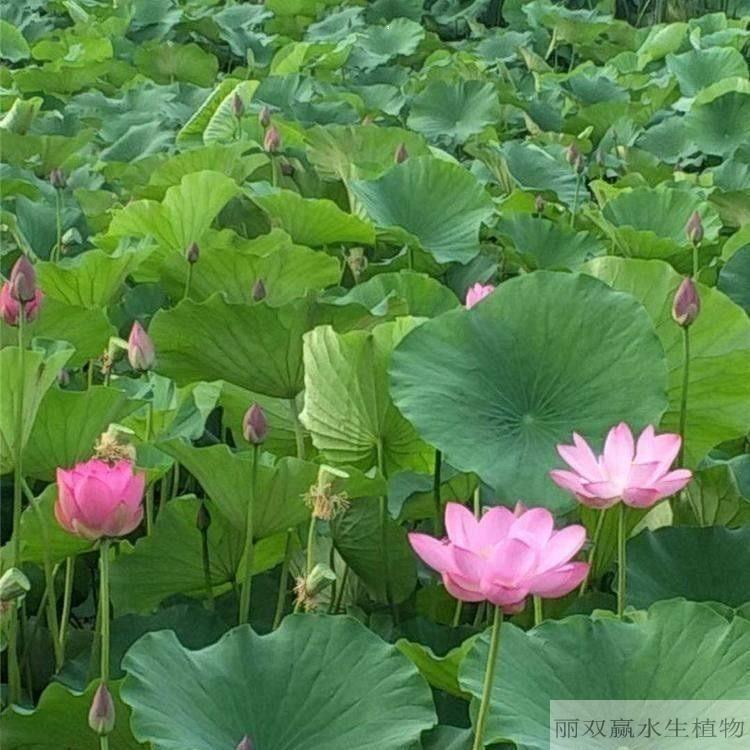宣城丽双赢观赏性荷花苗