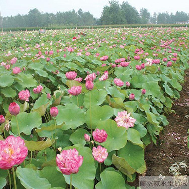 山南优质荷花幼苗