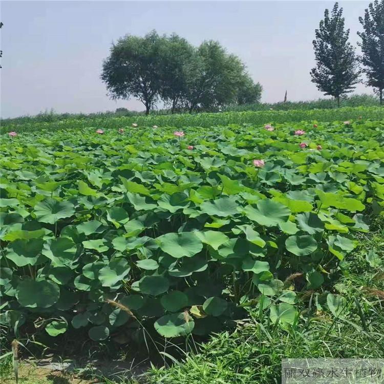 厦门丽双赢盆栽荷花