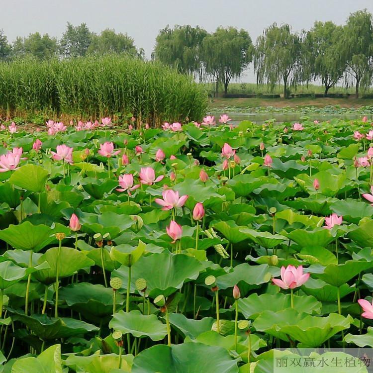 山南优质荷花幼苗