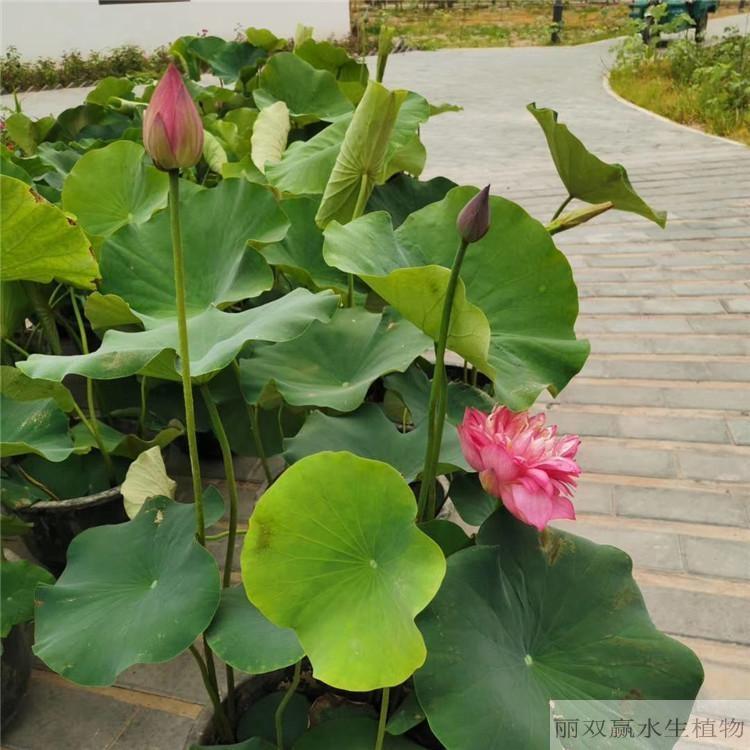 湘西丽双赢盆栽荷花苗