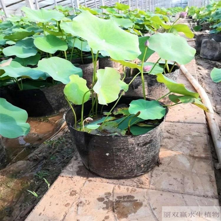 山南优质荷花幼苗