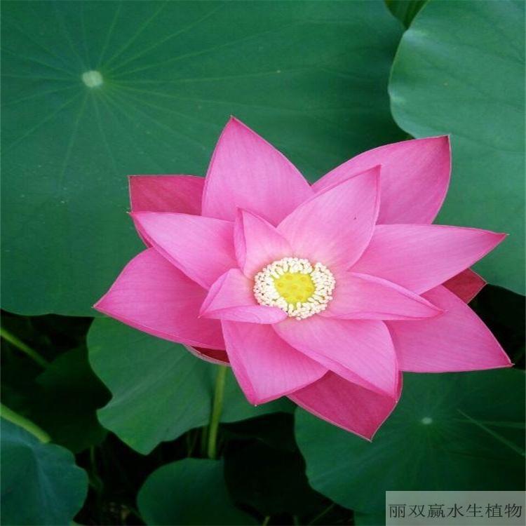 自贡优质观赏性荷花苗