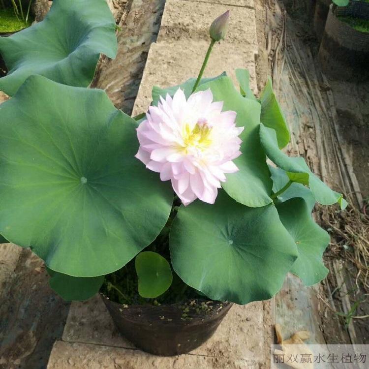 宣城丽双赢观赏性荷花苗