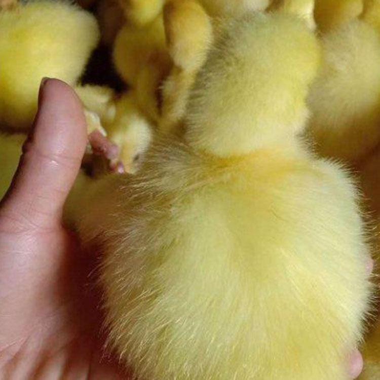 厂家批量直销脱温鹅苗  银河鹅业