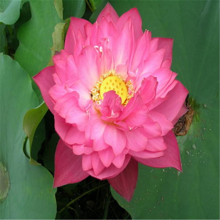 大量供应荷花 荷花苗 荷花批发基地观赏性耐寒盆栽荷花苗种植基地 