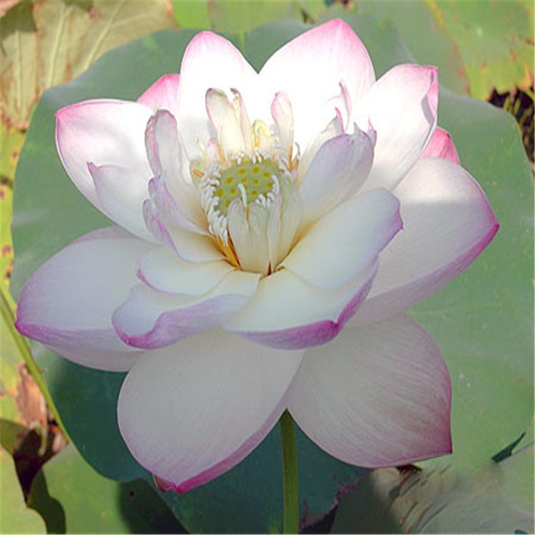 耐寒河道绿化 精品荷花苗 精品荷花苗水生荷花 荷花苗观赏荷花苗 