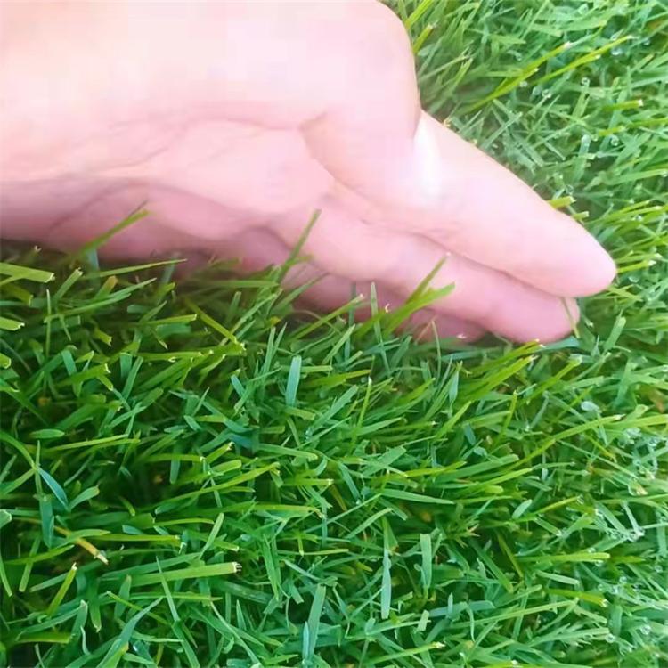 基地种植早熟禾 园林绿化工程草坪草地混合绿地