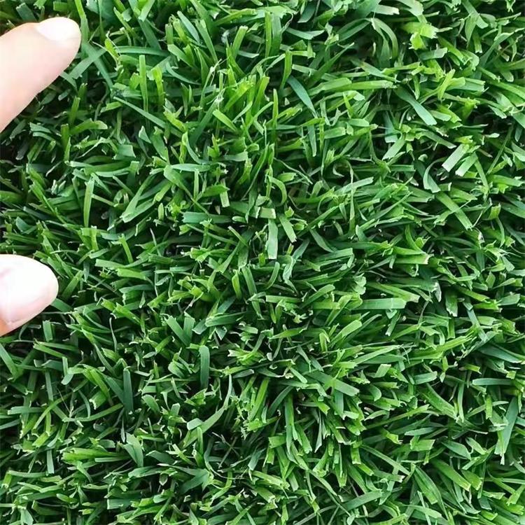 供应高羊茅草坪 草皮系列优质供应冷季型草种 扎根深