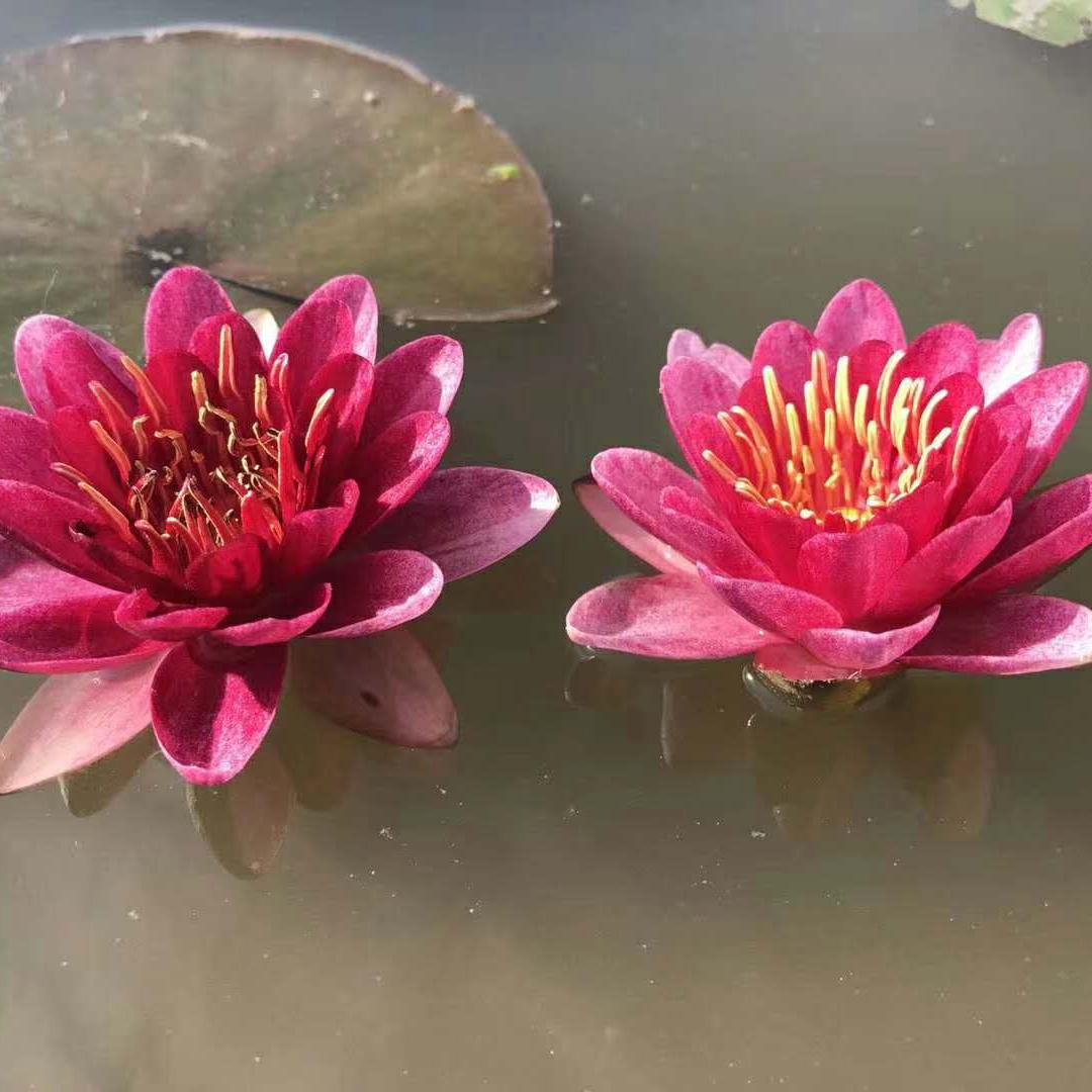 供应耐寒睡莲苗 耐寒睡莲种苗 耐寒睡莲种子 耐寒睡莲基地 耐寒精品睡莲