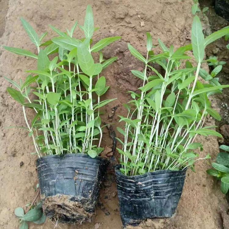 挺水植物 千屈菜价格