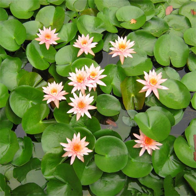 人工浮岛基地，人工浮岛设计安装厂家