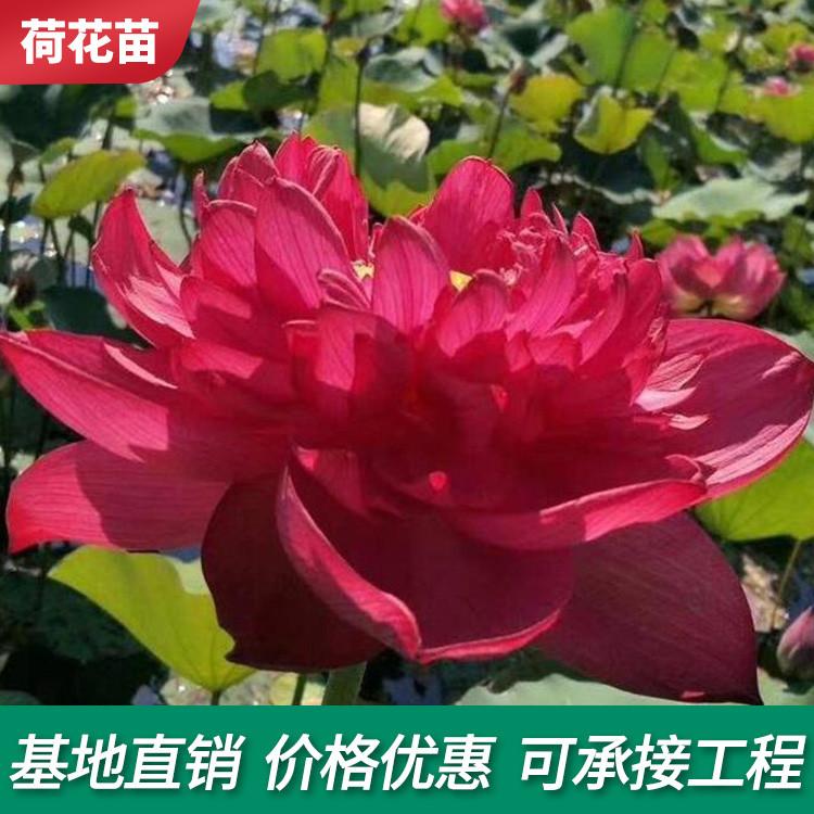 青州花卉苗木2021年水生荷花批发别墅荷花