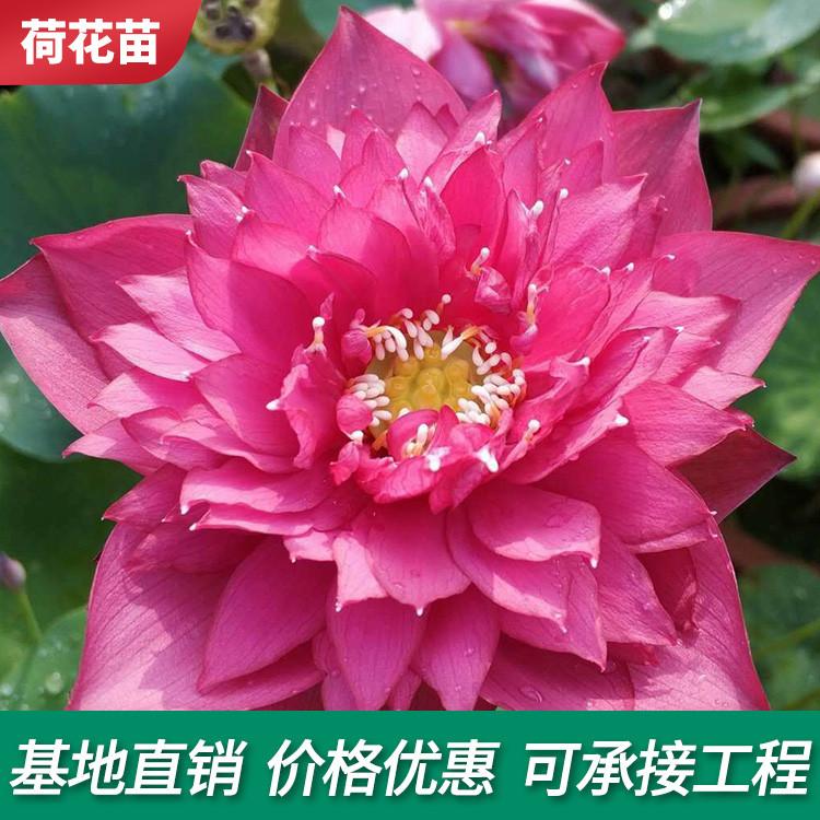 迷你睡莲苗盆栽水培植物大水莲微型小型睡莲荷花苗室内四季水养睡莲块茎