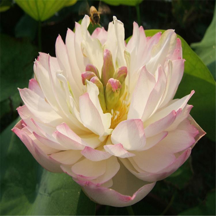 基地批发水生花卉 荷花苗 藕 莲藕苗 荷花根 莲藕花苗 水体绿化