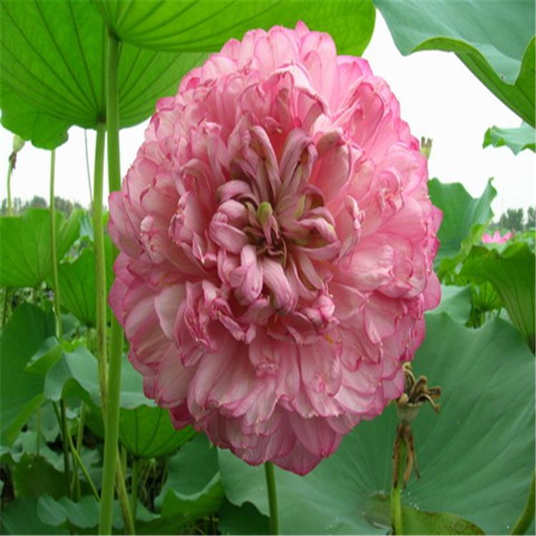 水生植物姜荷花_成都货源姜荷花_姜荷花价格_姜荷花批发_姜荷花基地_姜荷花一手货源