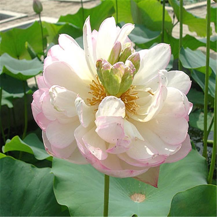 水生植物 水生植物荷花批发 水生植物种植园 山东水生植物基地