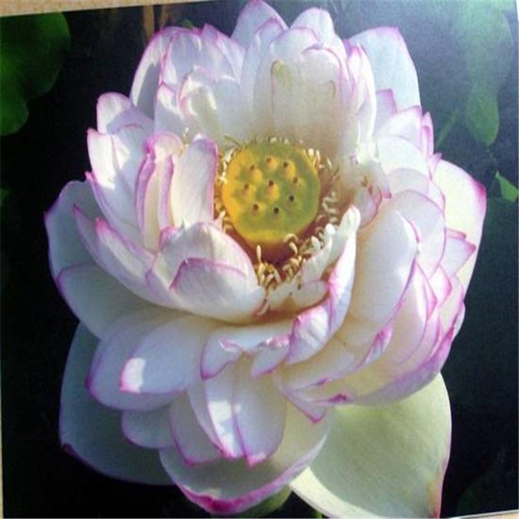 盆栽观赏荷花 景观观赏品种荷花苗 花色美丽 规格全