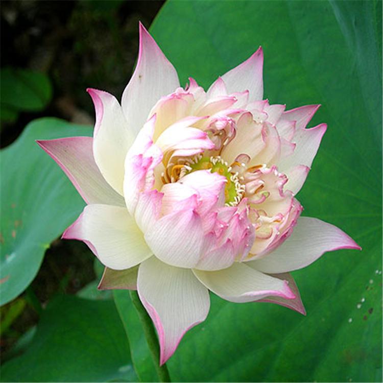 睡莲花水培植物四季 水养池塘荷花 盆栽睡莲苗 带花苞根块包活