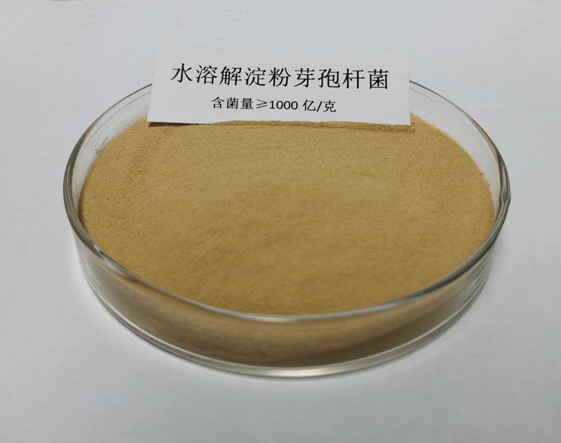 水溶解淀粉芽孢杆菌  1000亿含量  水溶滴灌喷施 水溶菌种 水溶肥添加