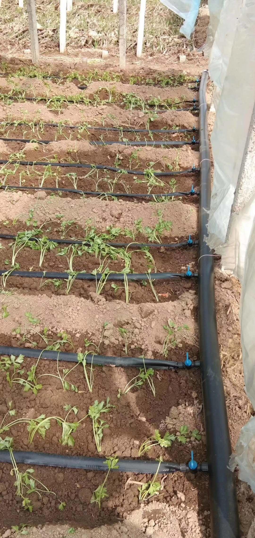 蜜柚种植灌溉方式
