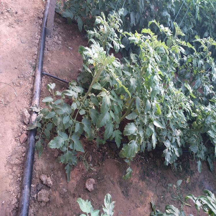 滴灌灌溉技术在果蔬中的应用介绍