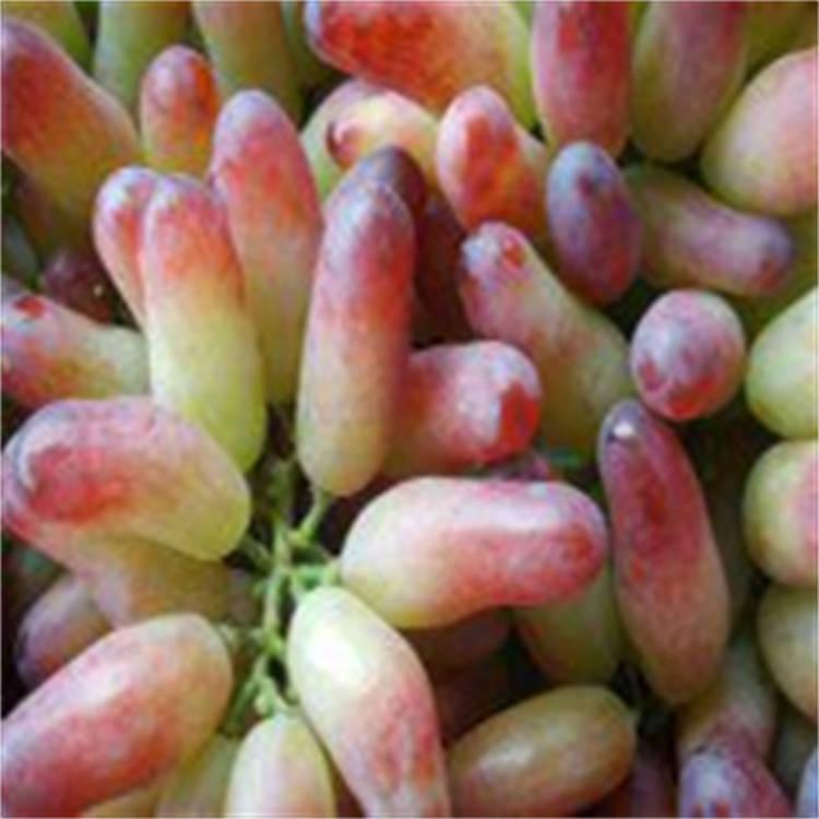 巨星葡萄 巨星葡萄苗种植介绍 根系发达 果实香甜