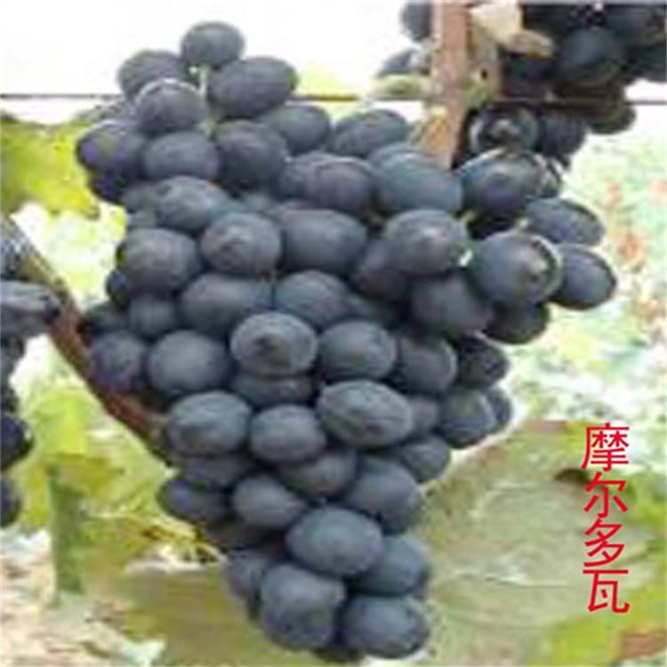 瑞洋葡萄 摩尔多瓦葡萄苗 大面积种植 品种纯正