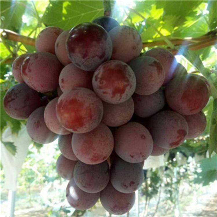 瑞洋苗木 藤稔葡萄苗 嫁接葡萄苗 成活率高