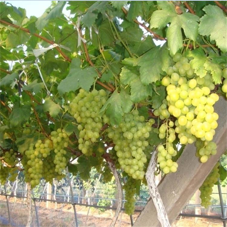 马奶葡萄苗自产自销 种植技术 品种好 根系发达