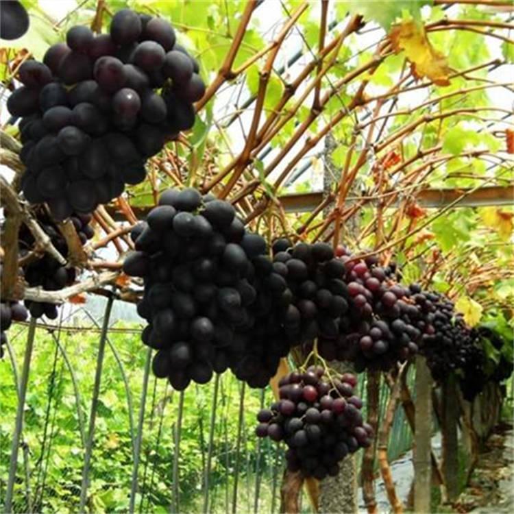 瑞洋葡萄 秋黑葡萄苗  葡萄新鲜 当季秋黑葡萄  专业种植 