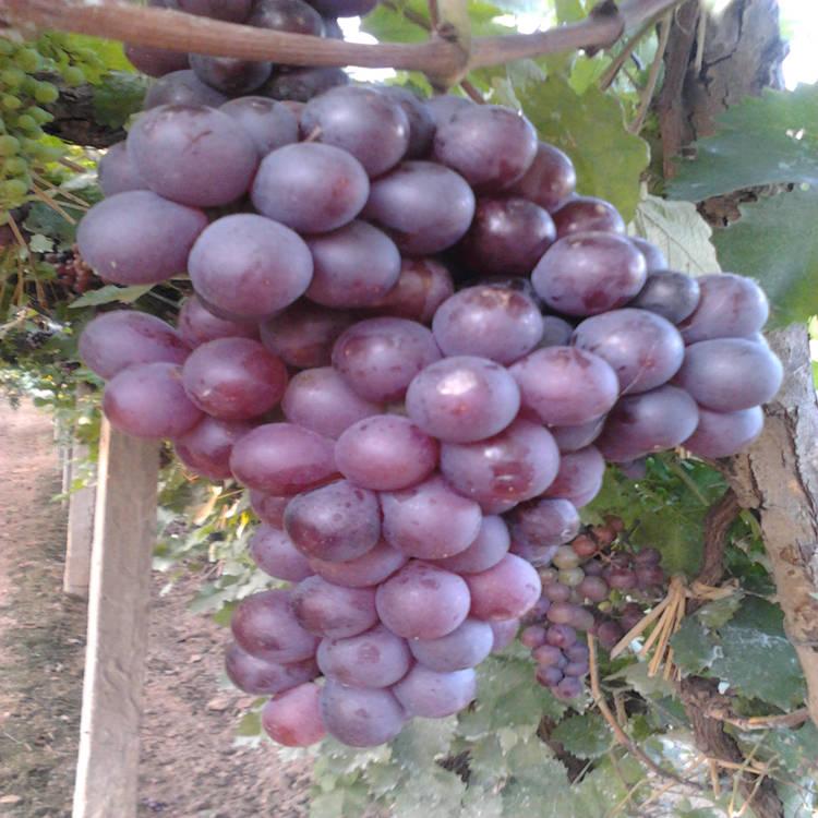 瑞洋苗木 玫瑰香葡萄苗 葡萄品种 汁水多 香甜