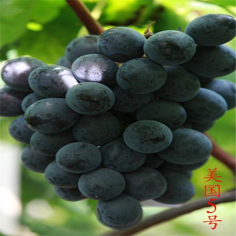 美国5号葡萄苗 红提种植  根系发达 成活率高