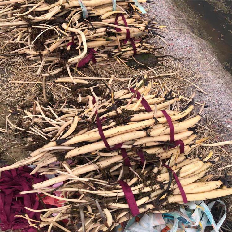 精品荷花苗 荷花苗批发 厂家水生植物基地 