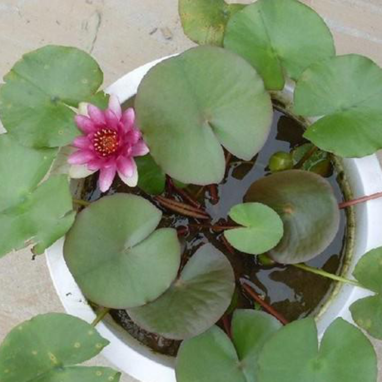 盆栽荷花种植基地 山东盆栽荷花批发基地 盆栽荷花培育