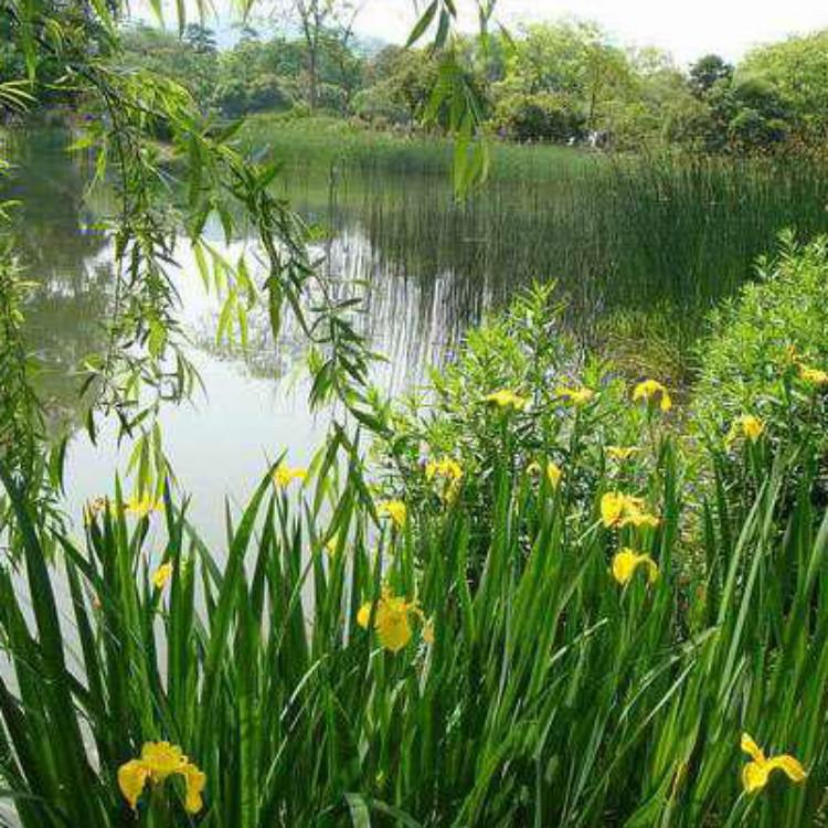 黄菖蒲杯苗 盆栽黄菖蒲 菖蒲基地 水生植物黄菖蒲