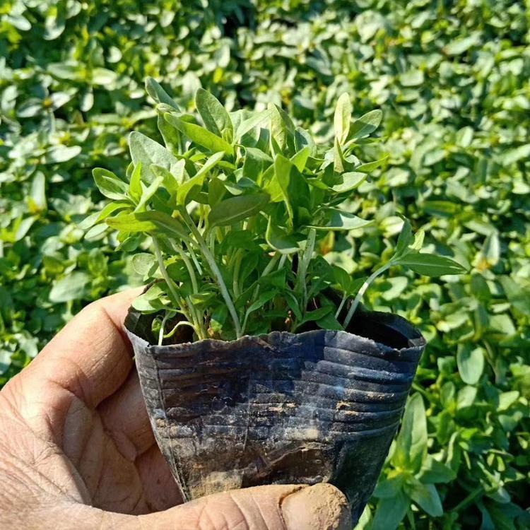 千屈菜 水生花卉千屈菜 千屈菜花苗 绿化用苗千屈菜