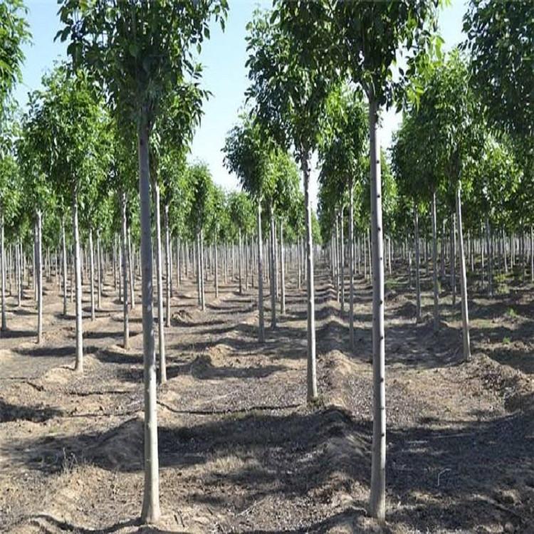 白蜡小苗 园林行道树规格齐全 平头白蜡树