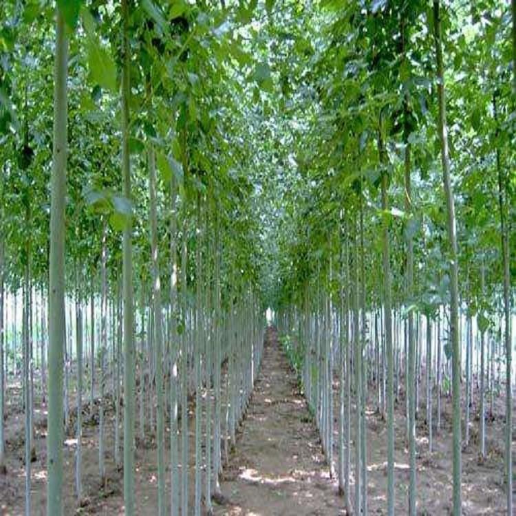 白蜡小苗批发 平头白蜡树 低价销售5公分速生白蜡