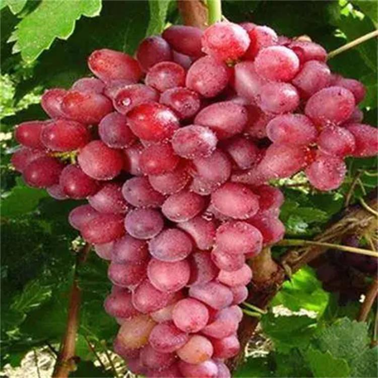 葡萄苗基地直供 葡萄苗价格 自繁自育早熟葡萄苗