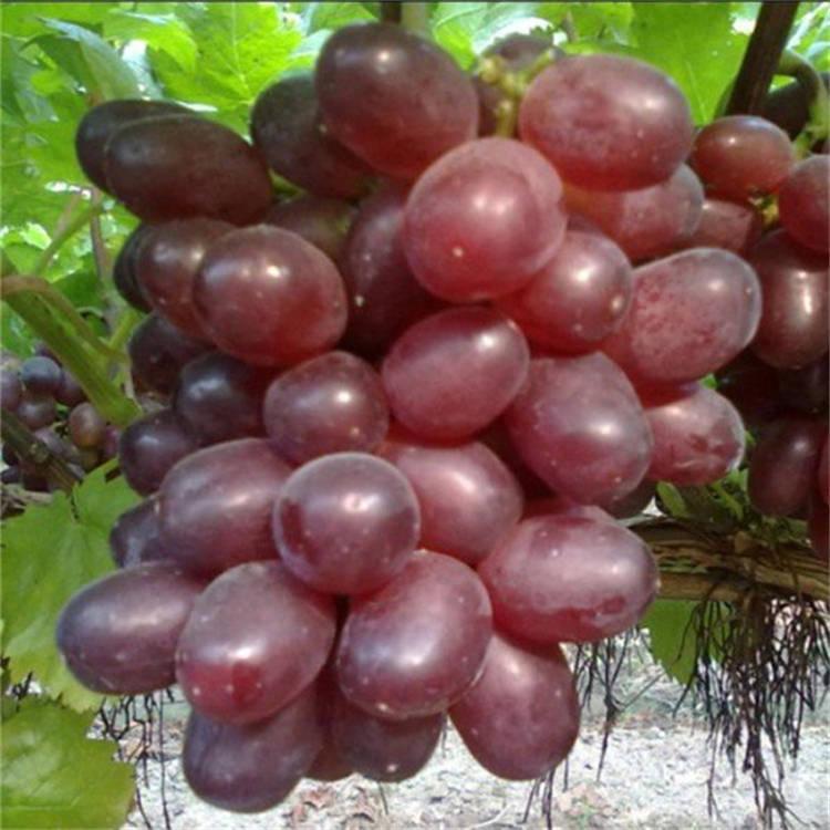 浪漫红颜葡萄苗 现挖现卖