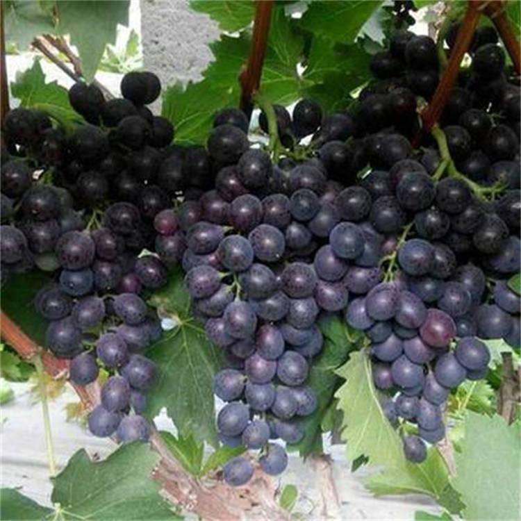 阳光玫瑰葡萄苗 巨峰葡萄苗 葡萄苗 易成活