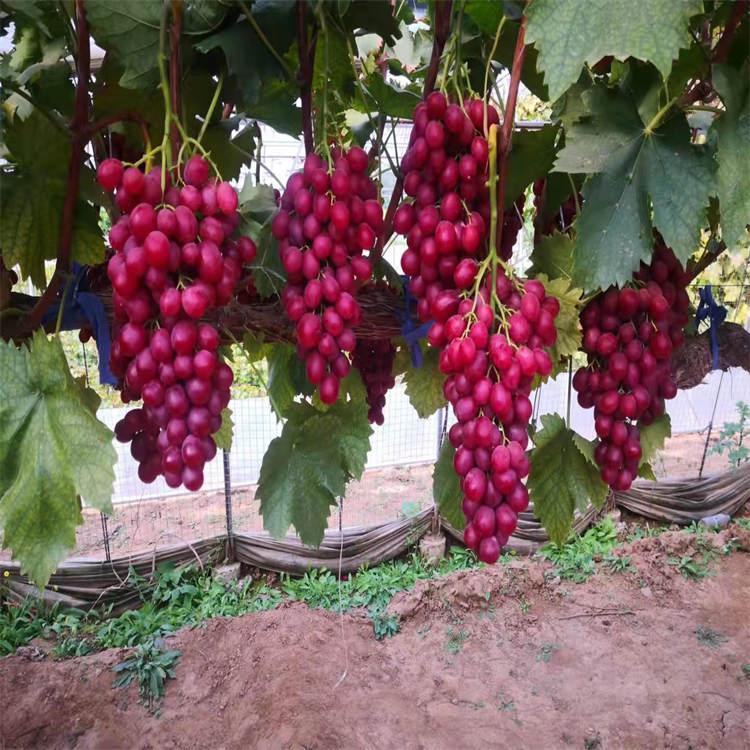 葡萄苗粒大味甜 产量丰产  专业种植