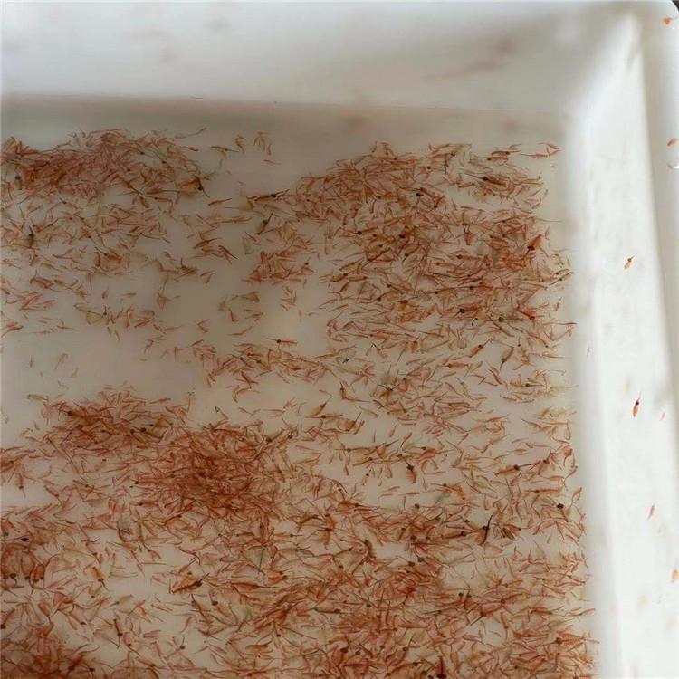 新鲜冻虫 冷冻丰年虫 大卤冲批发